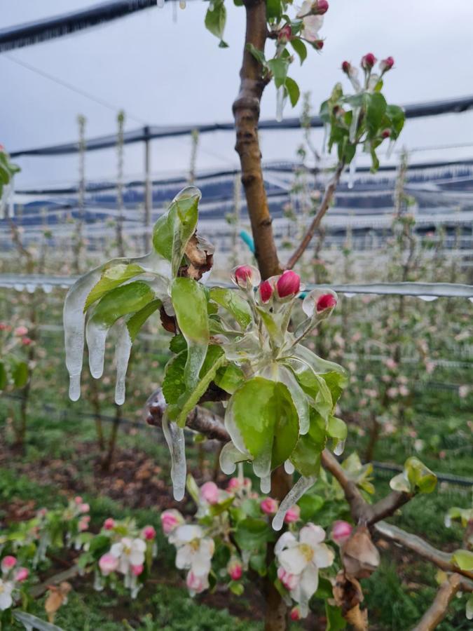 Versigglhof Appiano Sulla Strada Del Vino Kültér fotó