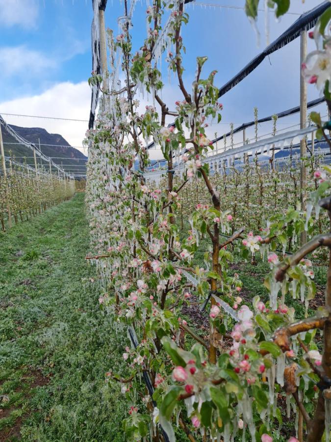Versigglhof Appiano Sulla Strada Del Vino Kültér fotó