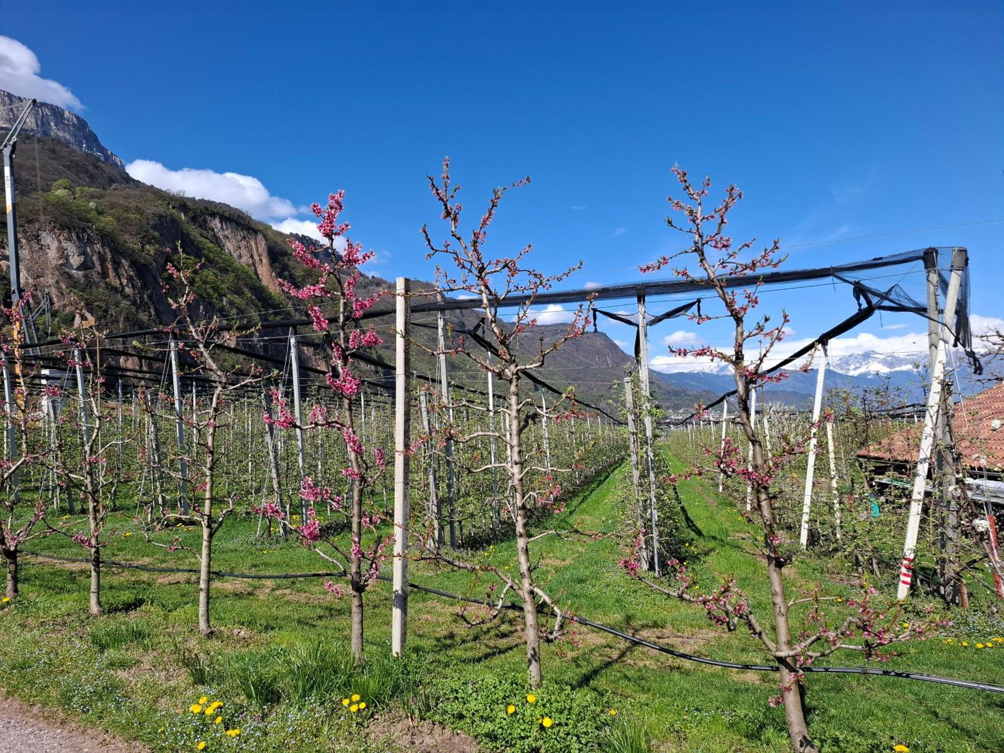 Versigglhof Appiano Sulla Strada Del Vino Kültér fotó